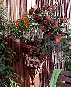 Wicker basket with skimmia, calluna, capsicum, salvia, calocepholus (greisweed)