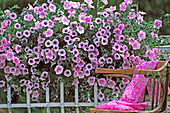 Box of Petunia Surfinia 'Blue Vein'