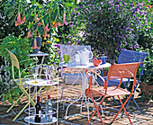 Seating group with Datura 'Esmaralda', Solanum rantonnetii