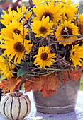 Helianthus annuus (Sonnenblume), Herbstblätter