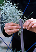 Winterschmuck für den Balkonkasten