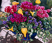 Cyclamen persicum (Alpenveilchen), Gentiana scabra (Enzian), Hedera helix (Efeu)