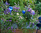 Salvia 'Oxford Blue', Centaurea 'Gloria blau',