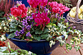 Cyclamen persicum (cyclamen), Gentiana scabra (gentian), Hedera helix (ivy)