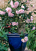 Camellia japonica 'Easter Morn'