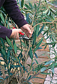 Cut back oleander