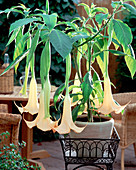 Datura Versicolor 'Apricot Queen', Brugmansia