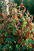 Stachys tuberifera (tuberous creeper)