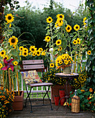 Helianthus annuus (Sonnenblumen), Tagetes, Sanvitalia, Tropaeolum