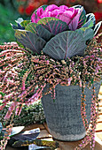 Brassica oleracea (ornamental cabbage), Calluna vulgaris (broom heather)