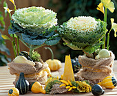 Brassica oleracea (ornamental cabbage)