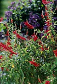 Salvia rutilans, Ananas-Salbei
