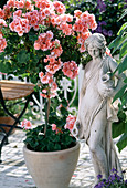 Pelargonium stem with figure