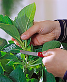 Stecklingsvermehrung von Hydrangea (Hortensie)