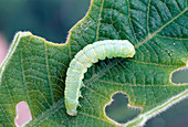 Raupe des Kleinen Frostspanners (Operophthera brumata)