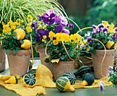 Viola Cornuta 'Princess Yellow', ornamental pumpkins