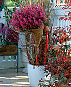 Erica gracilis in aufgesteckter Kokostüte