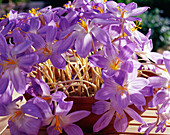 Crocus speciosus 'Conqueror', Herbstkrokus