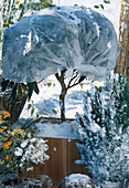 Rhododendron mit Winterschutz