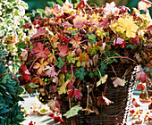 Geranium cantabrigiense 'Berggarten' in autumn colours