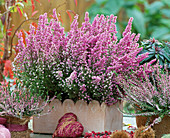 Erica gracilis 'Karlsson from the roof'