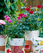 Patio roses 'Lady', 'Ramona-Hit', 'Isabell-Hit'