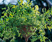 Pelargoniums (scented geraniums), Pelarg. 'Citronella', Pelarg. glutinosum
