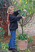 Solanum bonariense im Herbst zurückschneiden