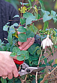 Prune back fuchsia in autumn