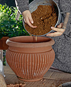 Growing brown caps in pots 3rd step
