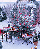 Abies (Nordmann fir) on the terrace, Christmassy