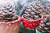 Pots with pine cones in hoarfrost