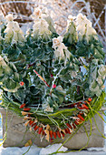 Brassica oleracea (ornamental cabbage in box with autumn decoration)