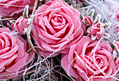 Rose petals of silk with hoarfrost