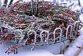 Calluna flowers (heather) on a wire frame to make a wreath