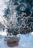 Corylus avellana mit Jutesack und rotem Band im Schnee