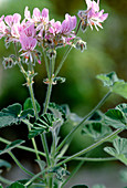 Pelargonium cordifolium (scented geranium)