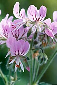 Pelargonium graveolens 'Little Gem'