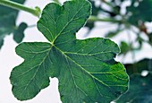 Pelargonium panduriforme 'Balsamduft'