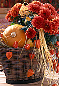 Dendranthema Garden - Mums 'Julia', Kürbis, Physalis (Lampionblume)