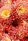 Dendranthema Garden-Mums 'Julietta'