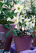 Helleborus niger