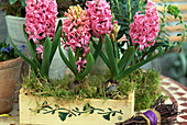 Hyacinthus orientalis