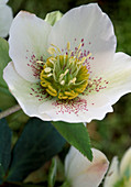 Helleborus orientalis