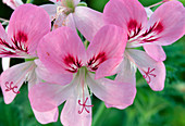 Pelargonium 'Sweet Mimose'