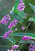 Hardenbergia violacea (Hardenbergia)