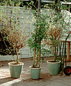 Solanum rantonnetii (potato bush), Plumbago auriculata