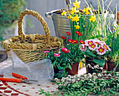 Basket of spring bulbs (s)