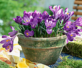 Crocus 'Remembrance'