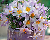 Crocus 'Vanguardt'